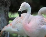 flamingo.10089_fil+unfil.jpg