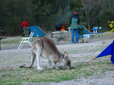 Kangaroo for Breakfast