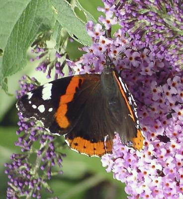 Butterfly in garden.