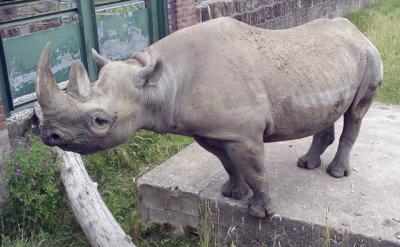 A fine Rhinoceros