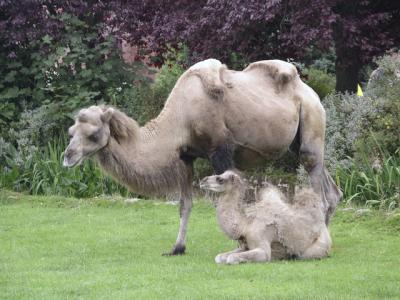 Camel  baby