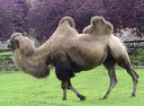 Male camel.
