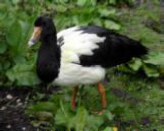 Black and white duck.