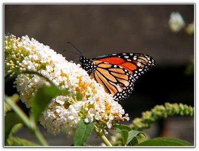Monarch in the butterfly garden