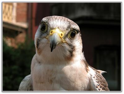 Lanner falcon Falco biarmicus
