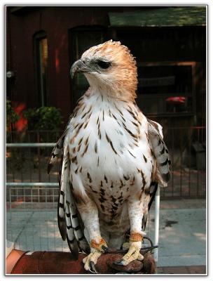 Indian Changeable Hawk Eagle Spizaetus cirrhatus