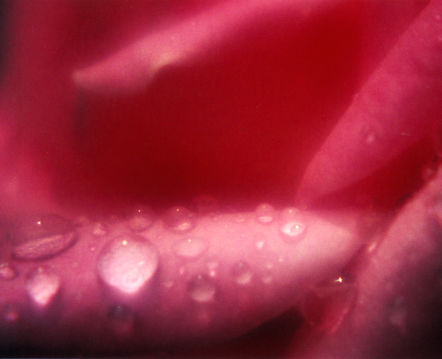 raindrops on rose