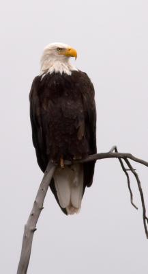 Bald Eagle.jpg