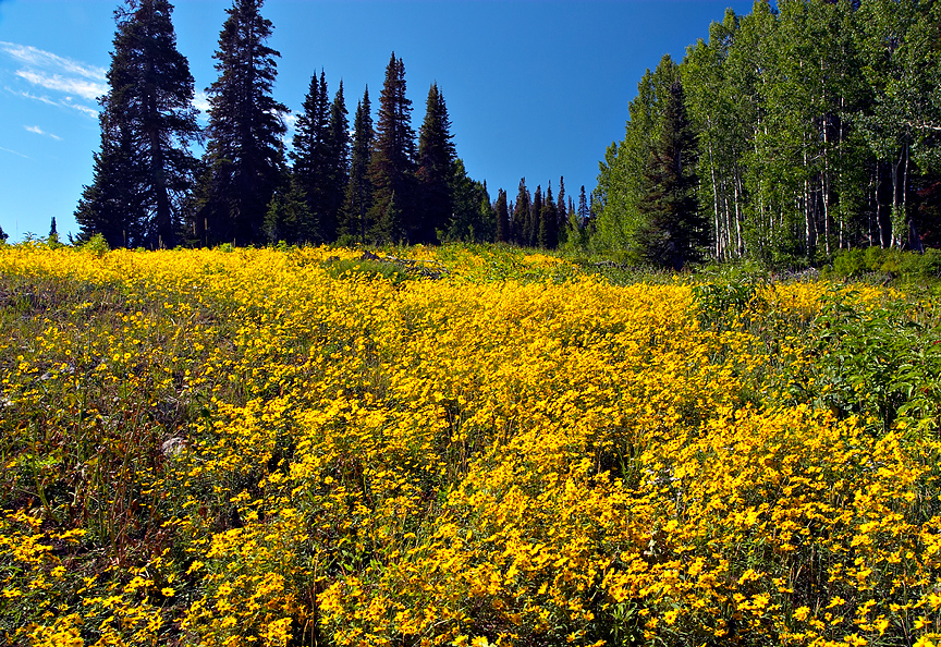 Manti-Lasal Wild Flowers1.jpg