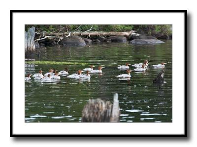 Ducks Again