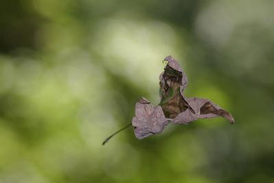lone_leaf.jpg