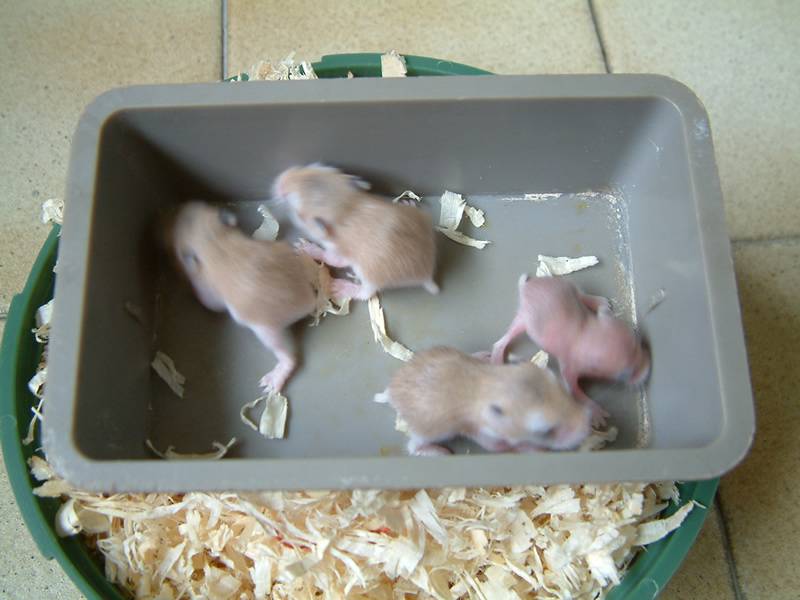 babyhamster-10sept- 001.jpg