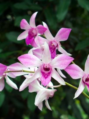 Orchids - minor levels adjustment