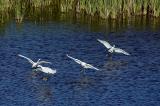 109 Snowy Egret Group Landing