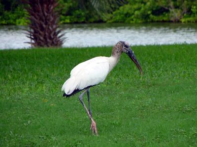 Wood Stork, Fort DeSoto Park