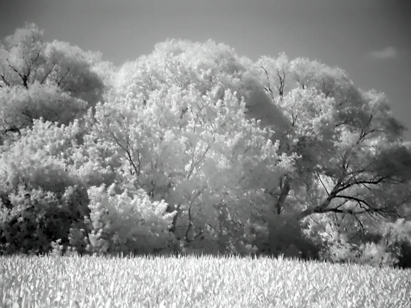 trees1.jpg
