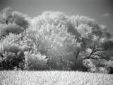 trees1.jpg