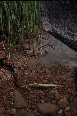 lost_grass01