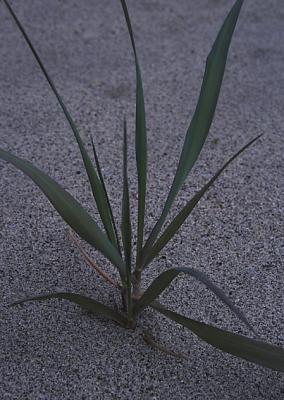 beach_grass01
