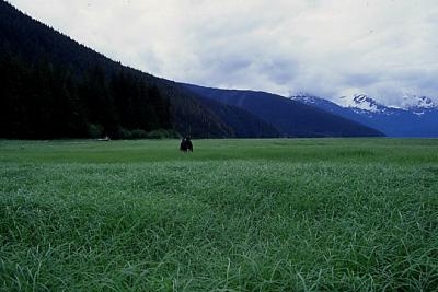 green_sea03