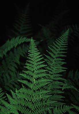 ferns04