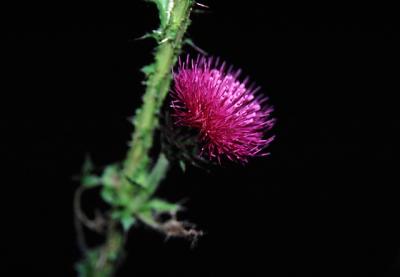 flower102