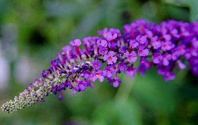 flower301