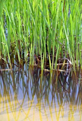 grass_lake04