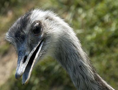 Rhea.jpg