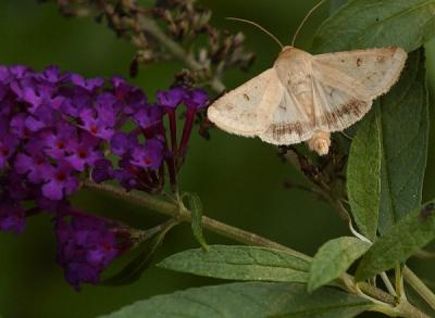 WhiteMoth.jpg