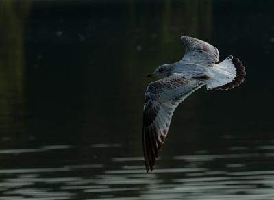 GullFlight-2.jpg