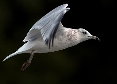 Streamlined-Gull.jpg