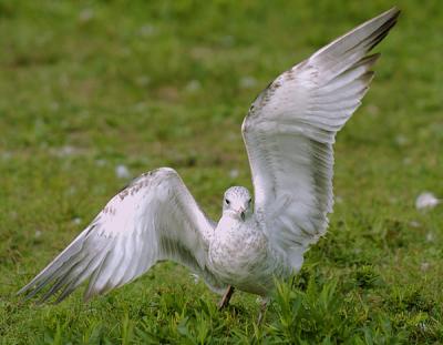 SeagullSemaphore.jpg