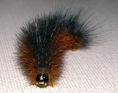 Woolyworm.jpg