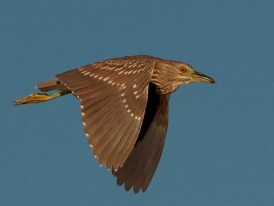 GreenHERON.jpg