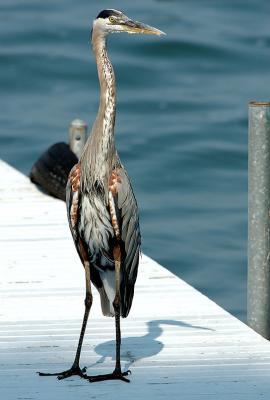 DockHeron.jpg