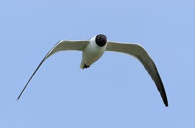 gull2.jpg