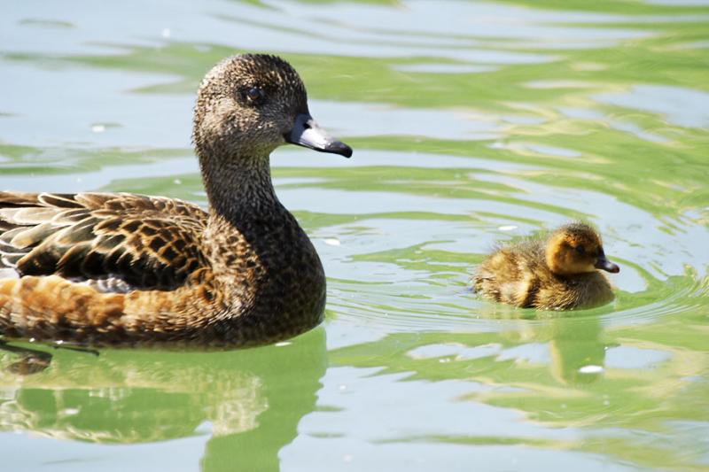 Duck_0187 copy.jpg