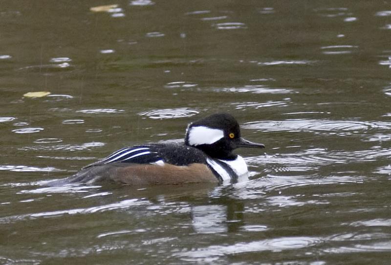 Hooded Merganser (Male)