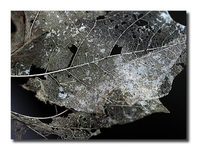 2nd PlaceOld Leaf  by Roberta
