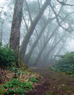 9th-tieMisty Forest by Camera Slug