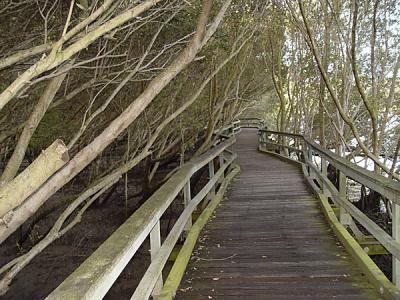 Mangrove boardwalk by Chris_S