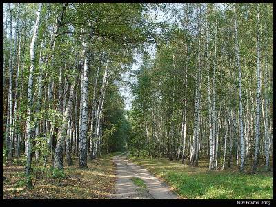  Forest  path *by Yuri Pautov