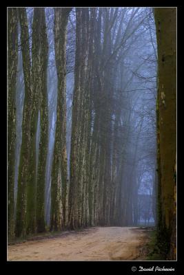 Path in the woods by David Pichevin