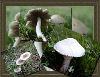 Schroomies by Debbi in California