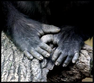 Gorilla Feet by Troy