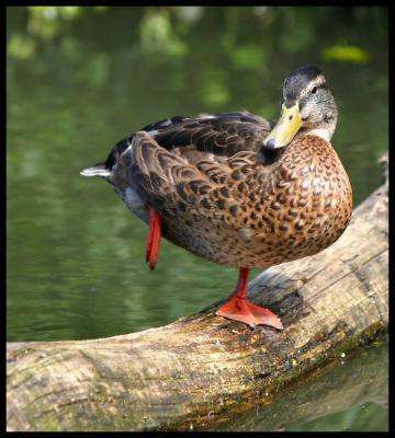  Balancing On One Foot by Troy