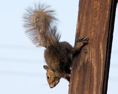 Hangin by His Toenailsby Michele P