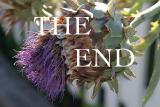 The End