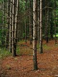 a walk in the woods by Katherine Kenison